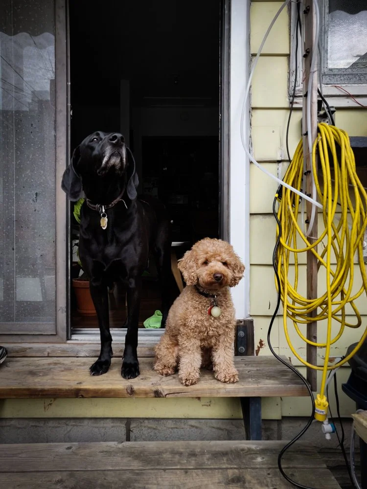 Toronto_Photographer_Joanna_Wojewoda_Violet_and_Wallce-2.jpg