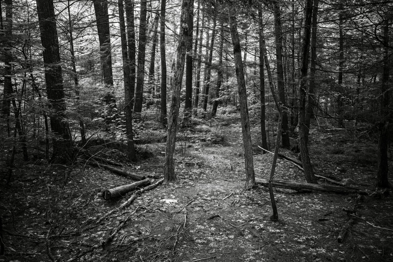 Toronto_Photographer_Joanna_Wojewoda_North_Ontario-11.jpg