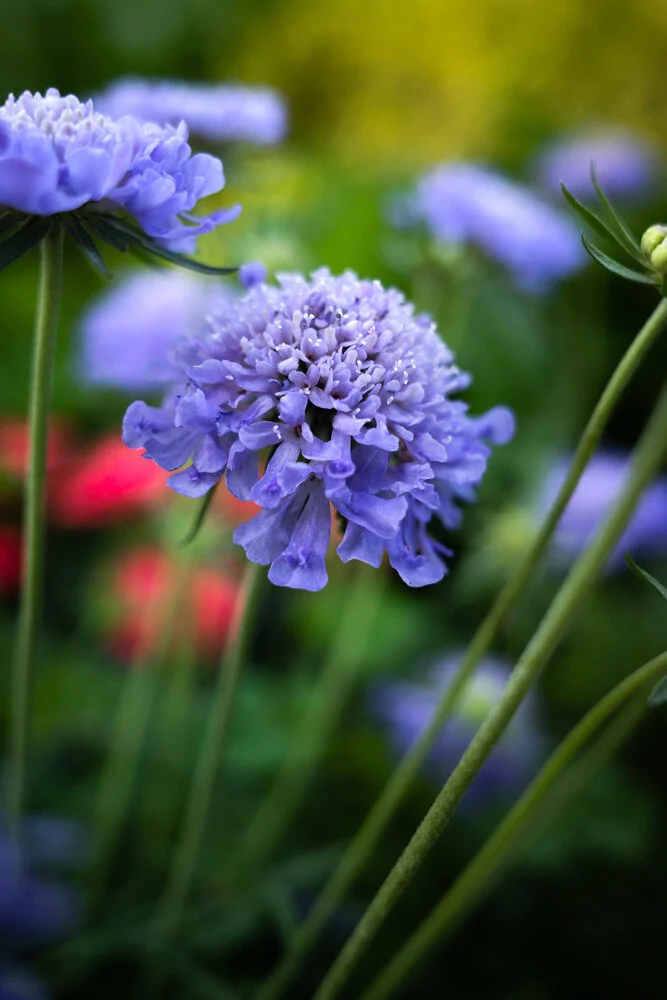 Toronto_Photographer_Joanna_Wojewoda_Toronto_Blooms-4.jpg