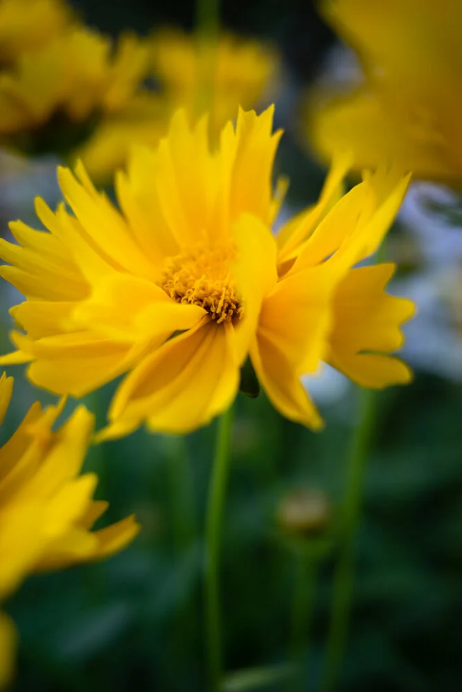 Toronto_Photographer_Joanna_Wojewoda_Toronto_Blooms-2.jpg