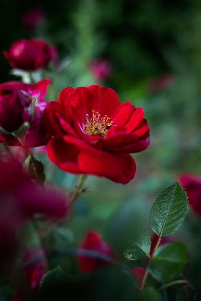 Toronto_Photographer_Joanna_Wojewoda_Toronto_Blooms-7.jpg