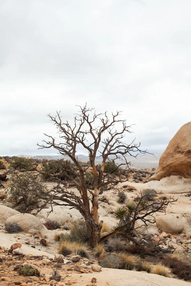 Toronto_Photographer_Joanna_Wojewoda_Joshua_Tree-10.jpg