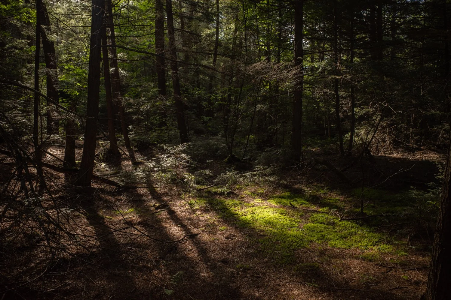 Toronto_Photographer_Joanna_Wojewoda_North_Ontario-18.jpg