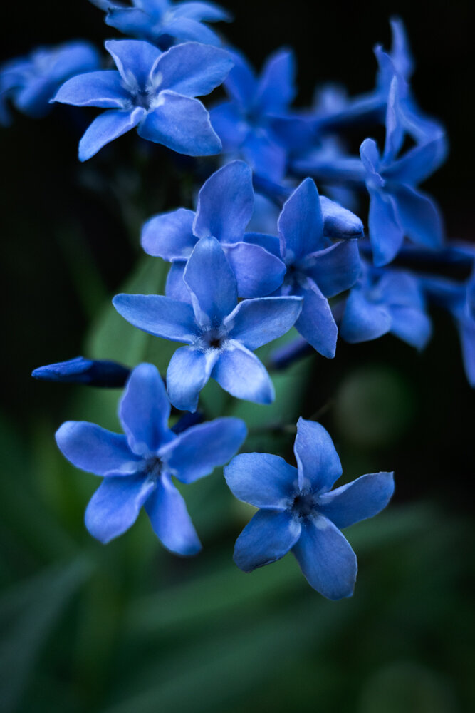 Toronto_Photographer_Joanna_Wojewoda_Toronto_Blooms-5.jpg