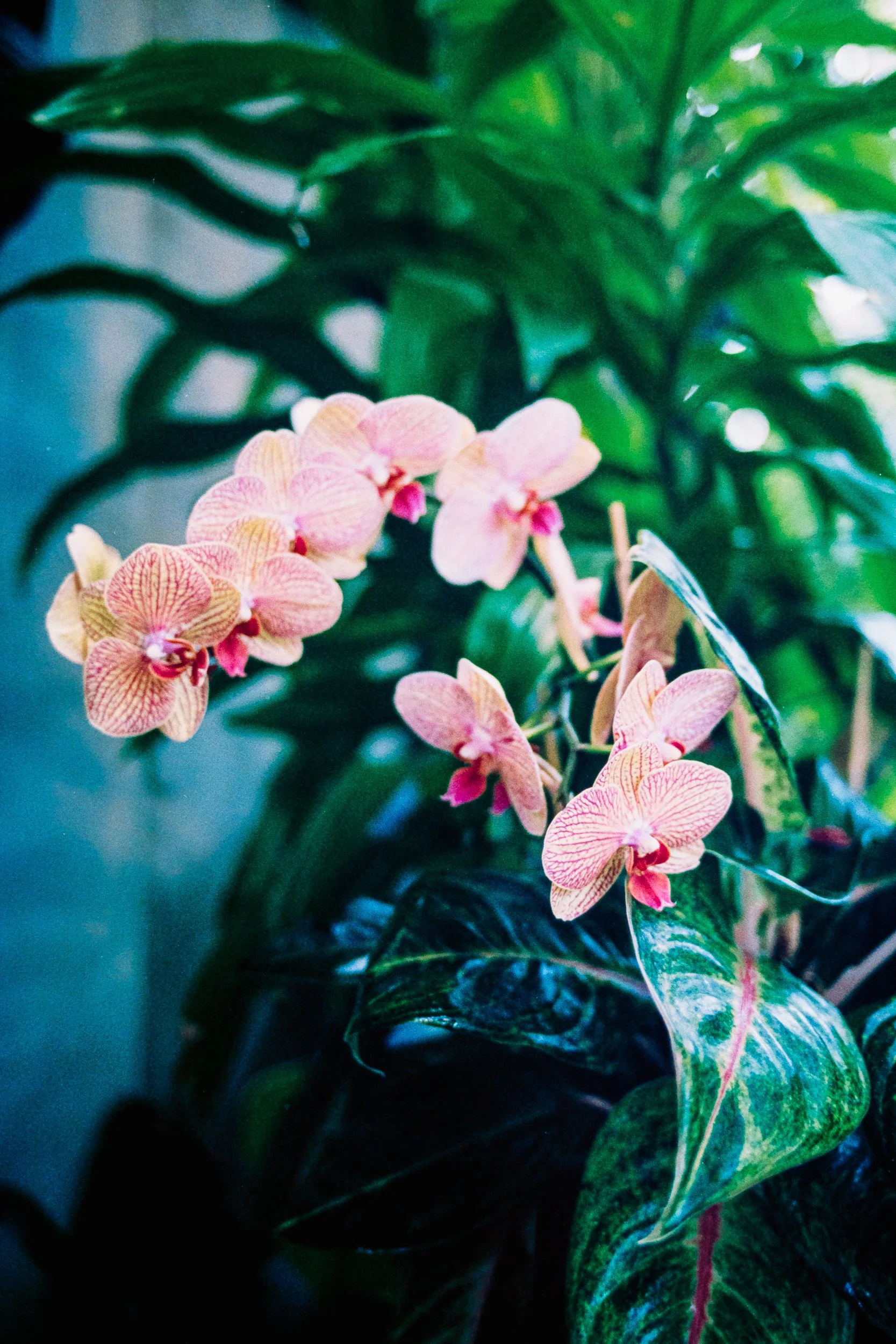 EngagedProposalProposingDanielStoweConservancyBelmontWilliamsonConservatory_ParksPictures