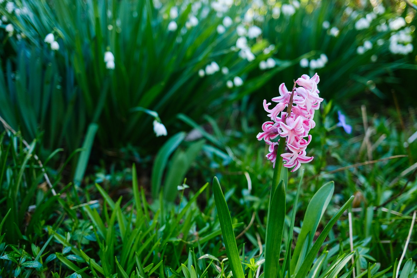 CharlotteWeddingPhotographer_SpringSeniorPictures