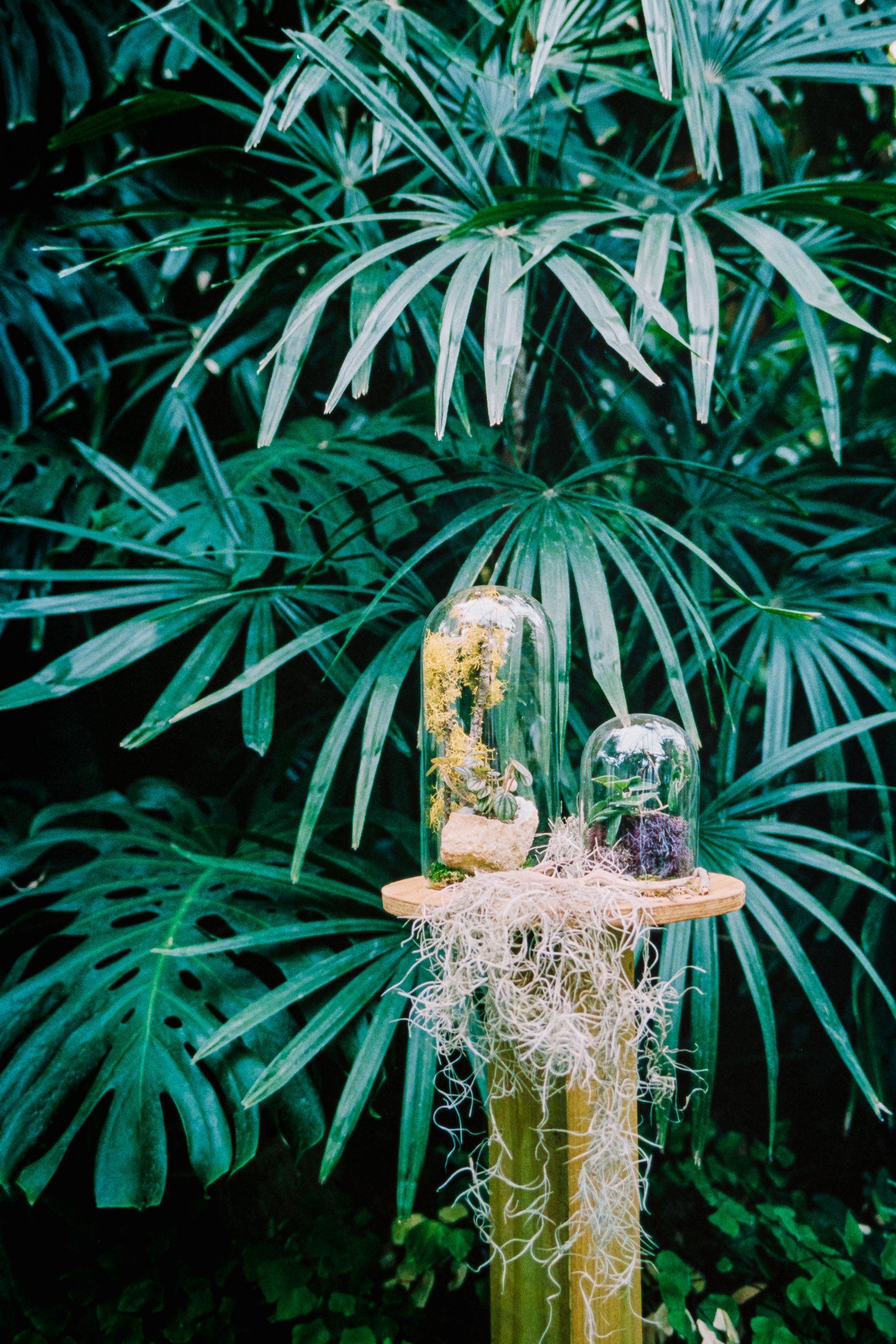 EngagedProposalProposingDanielStoweConservancyBelmontWilliamsonConservatory_ParksPictures