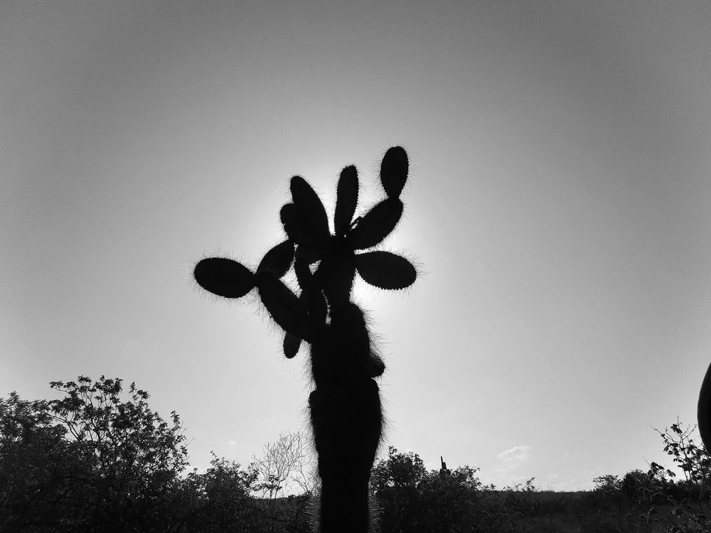 A59D2B42-B678-49B2-9A61-C02A729BDFA0_1_105_c.jpeg