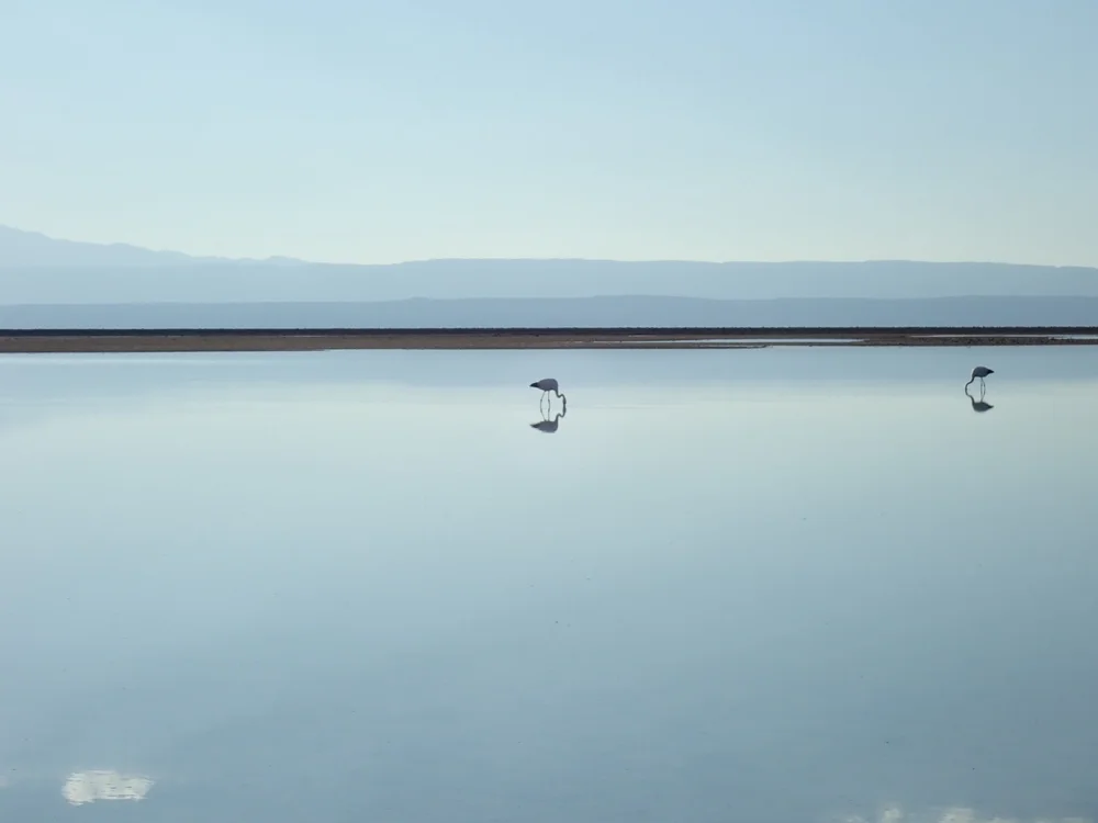 Flamingos on the salt flats