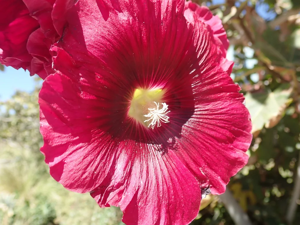 A Hollyhock blooming