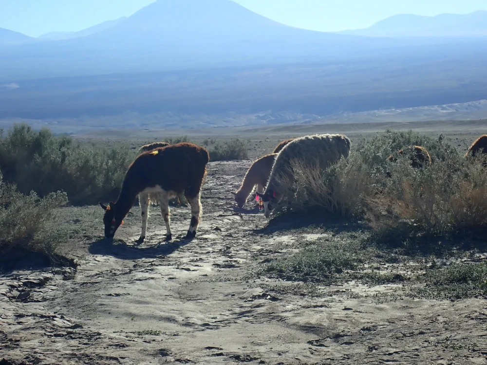 Alpacas