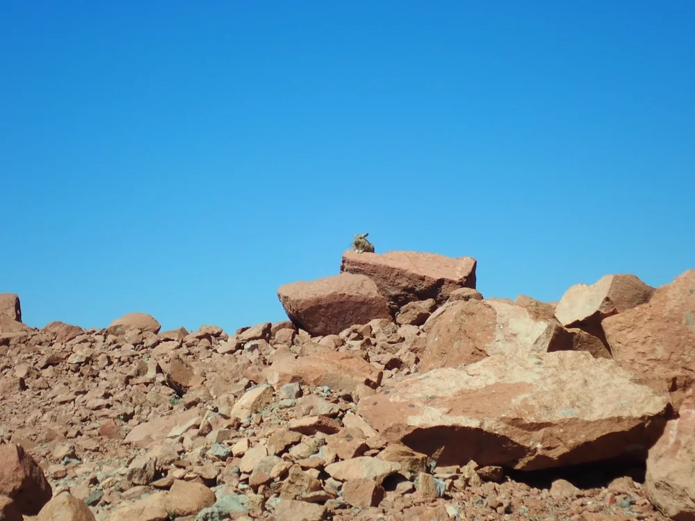 Spot the viscacha