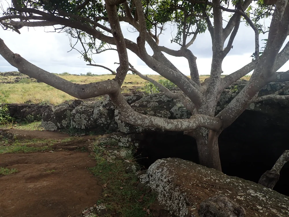 A tree growing in the desert