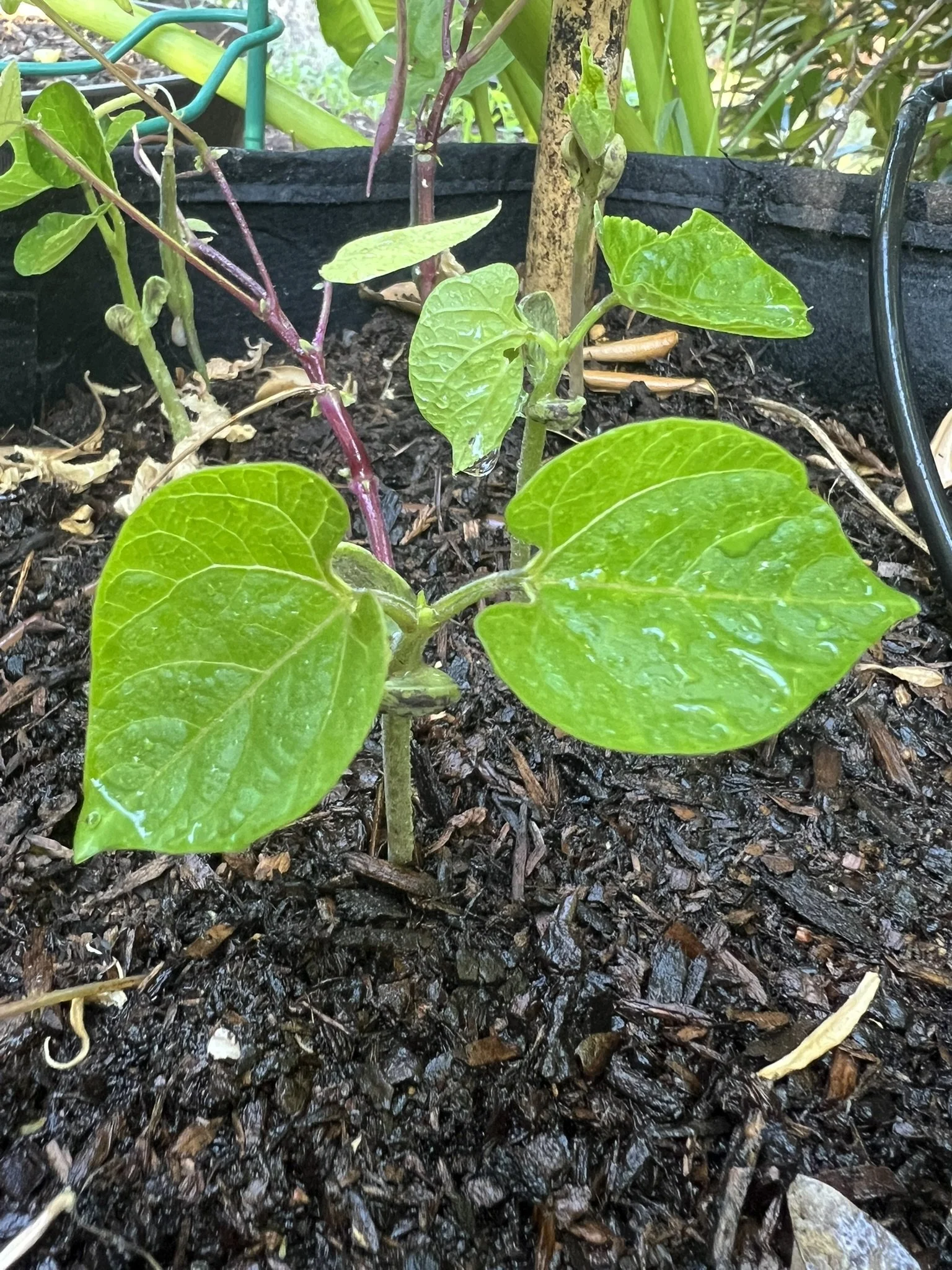 Trail of Tears beans