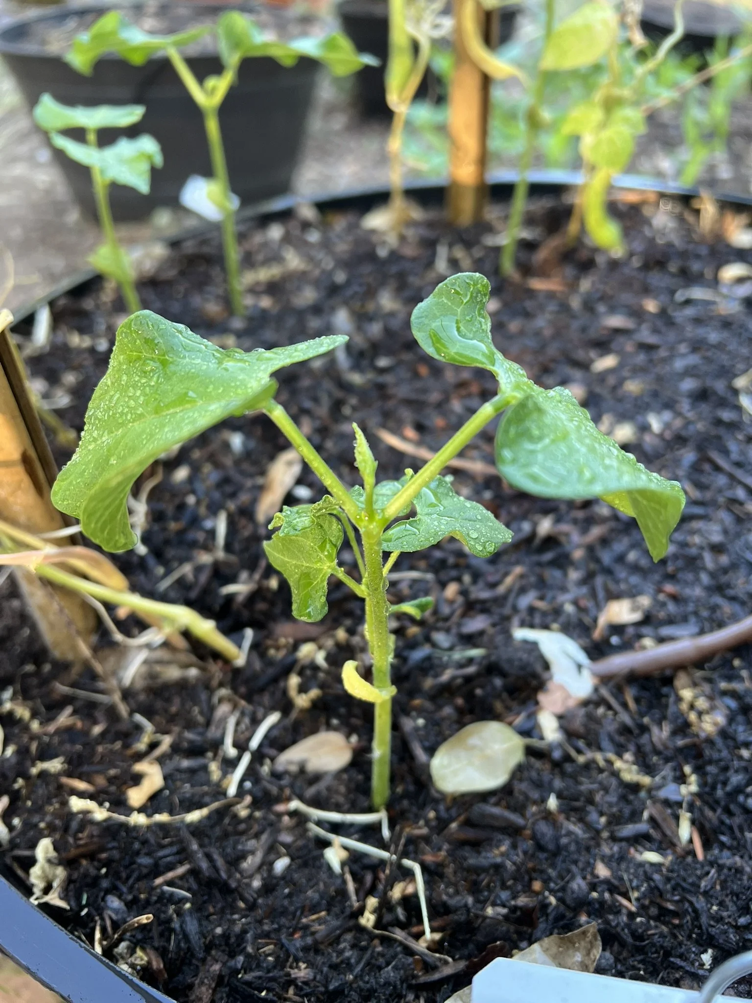 Turkey Gizzard beans