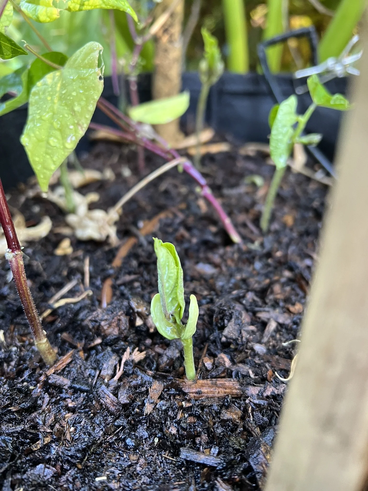 Trail of Tears beans