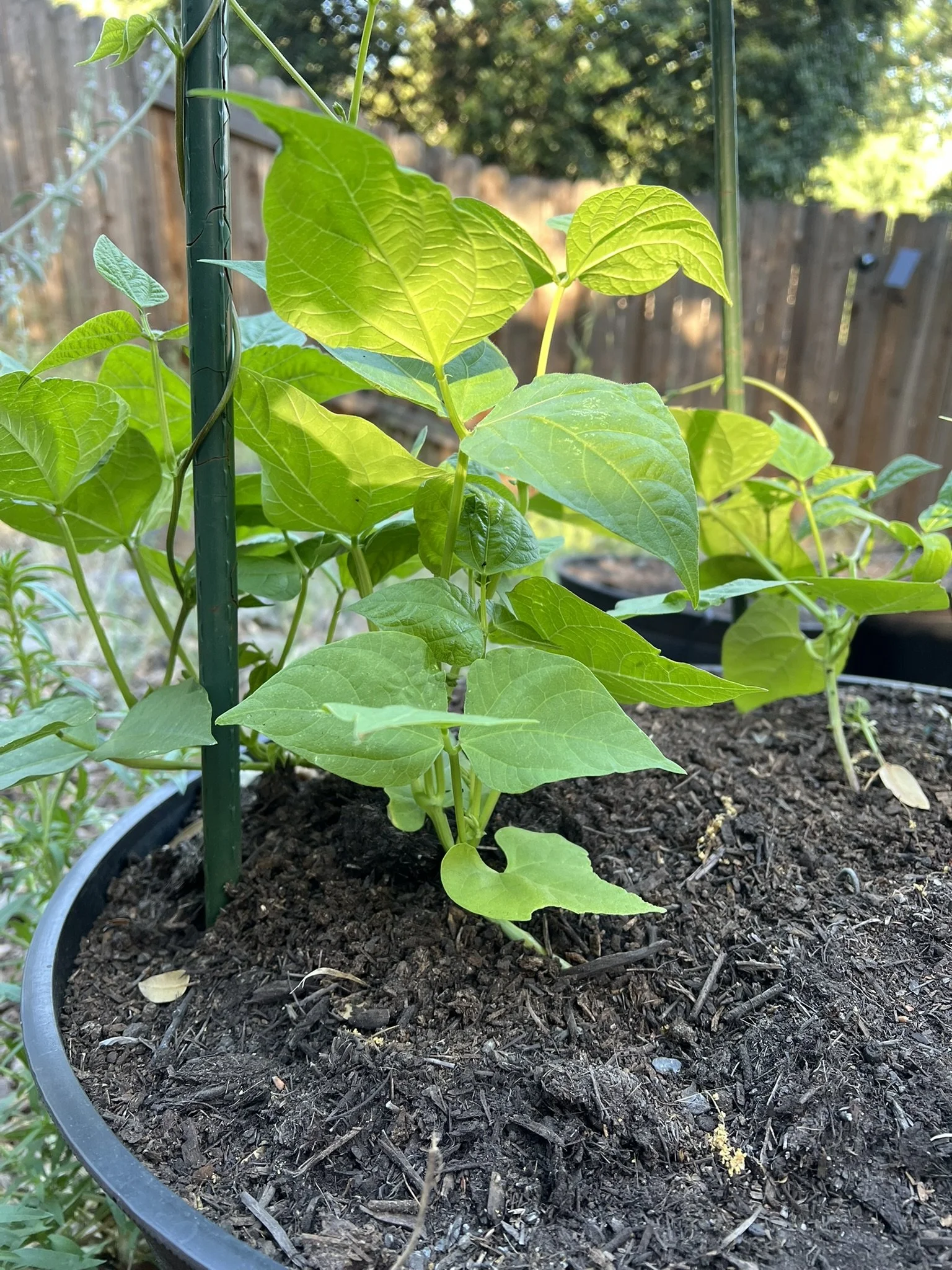 Volunteer Trail of Tears beans (reseeded from last year)