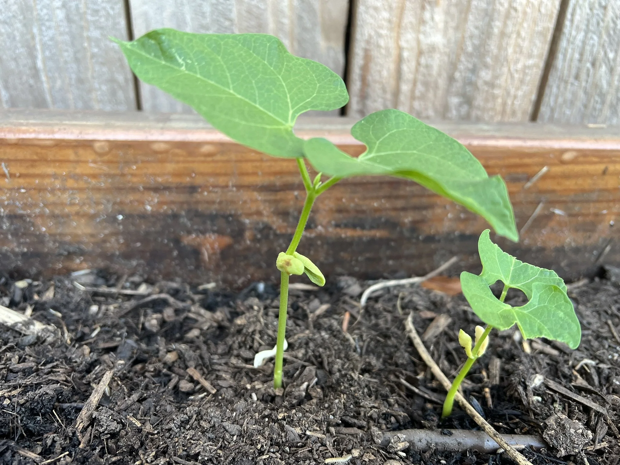 Cherokee Long Greasy beans