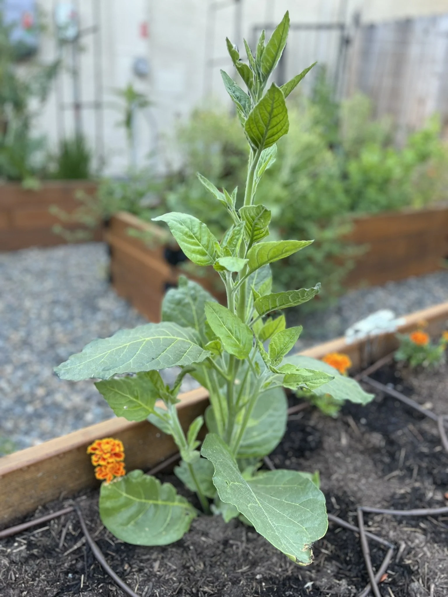 Volunteer Tobacco (reseeded from last year)