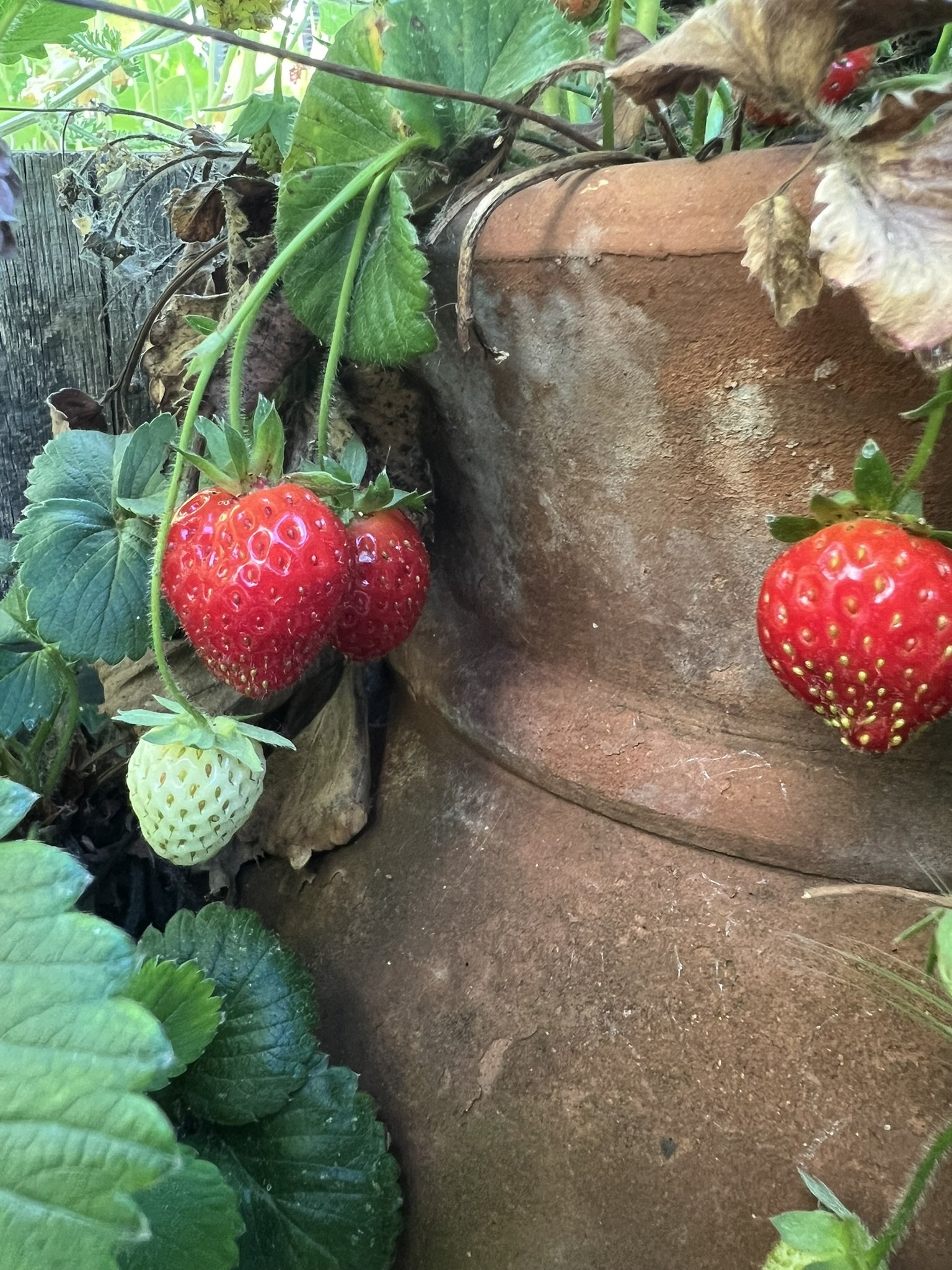 Strawberries