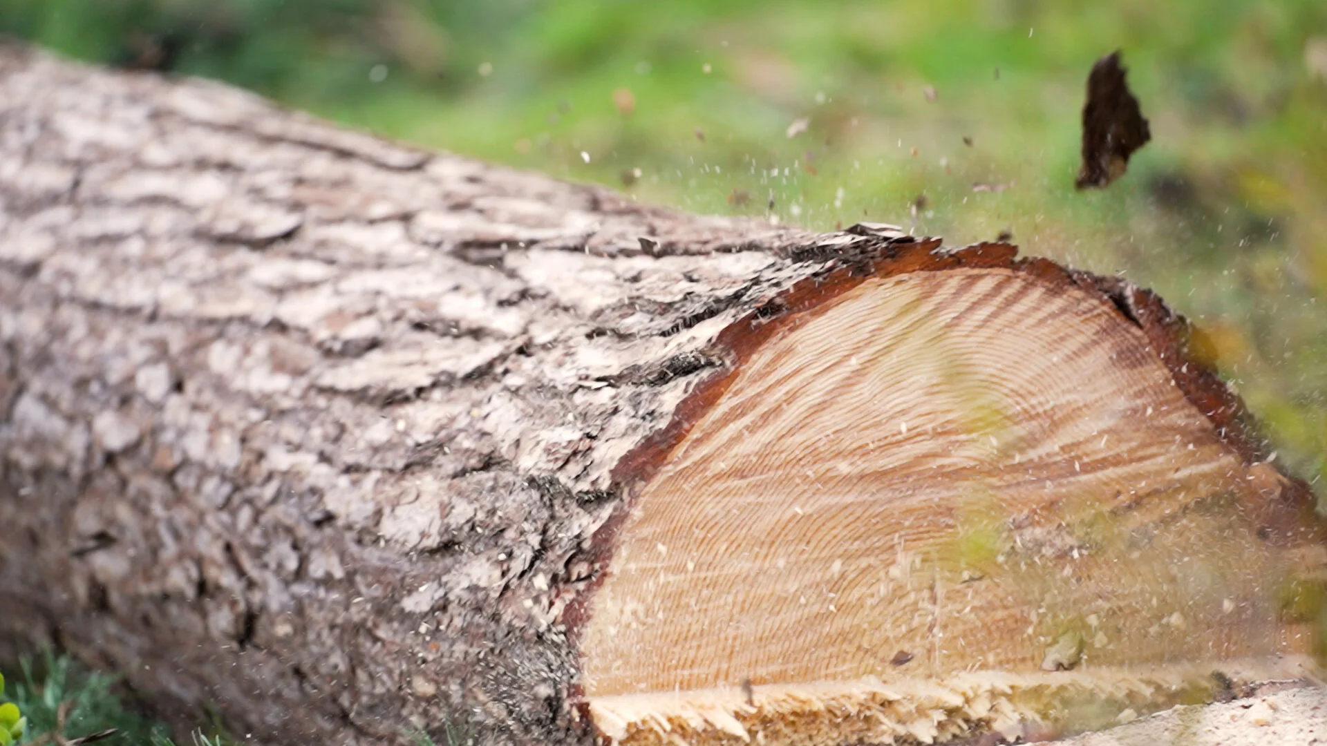 Advanced Tree Specialists