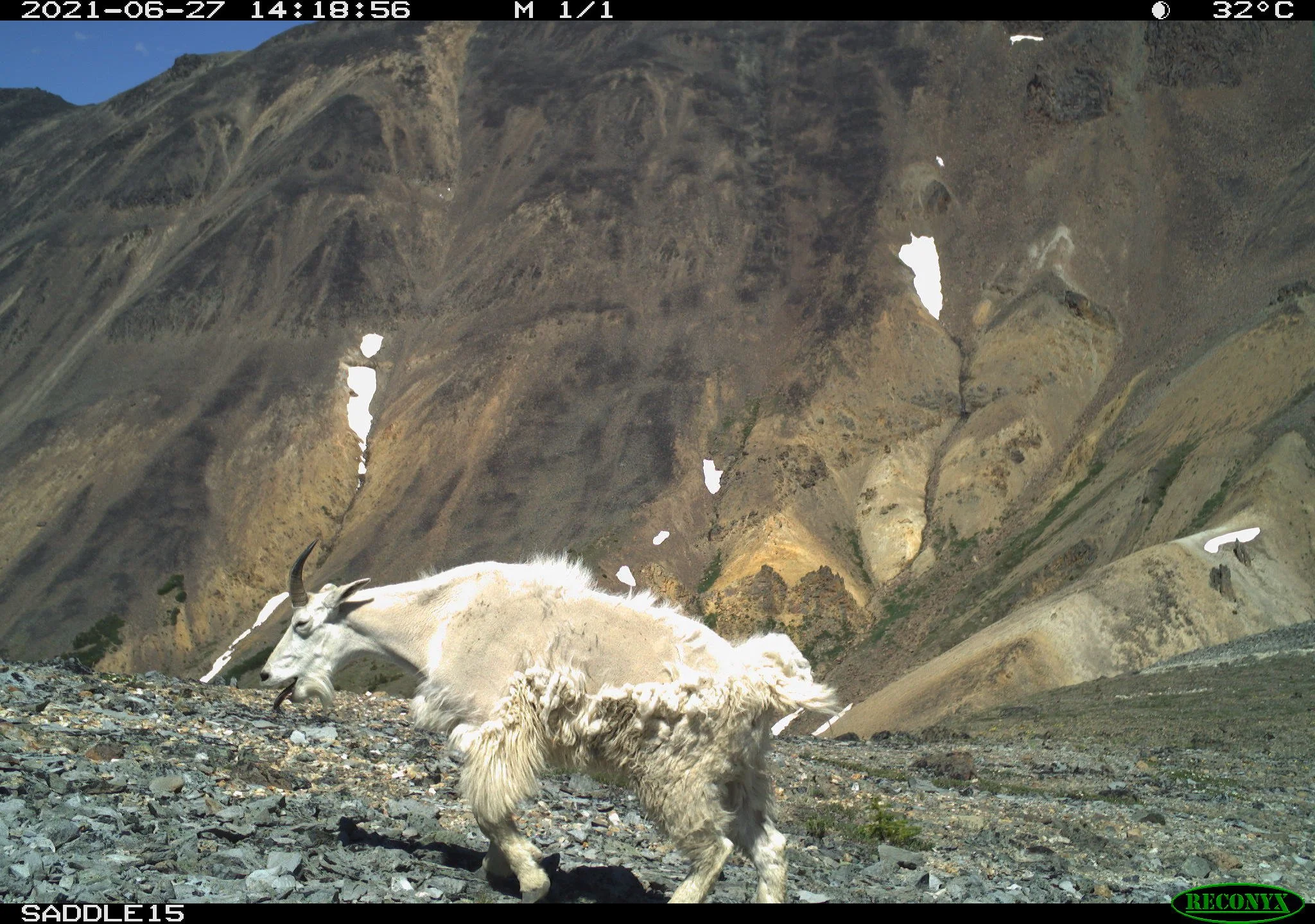 2021 western North American heat dome ecological impacts