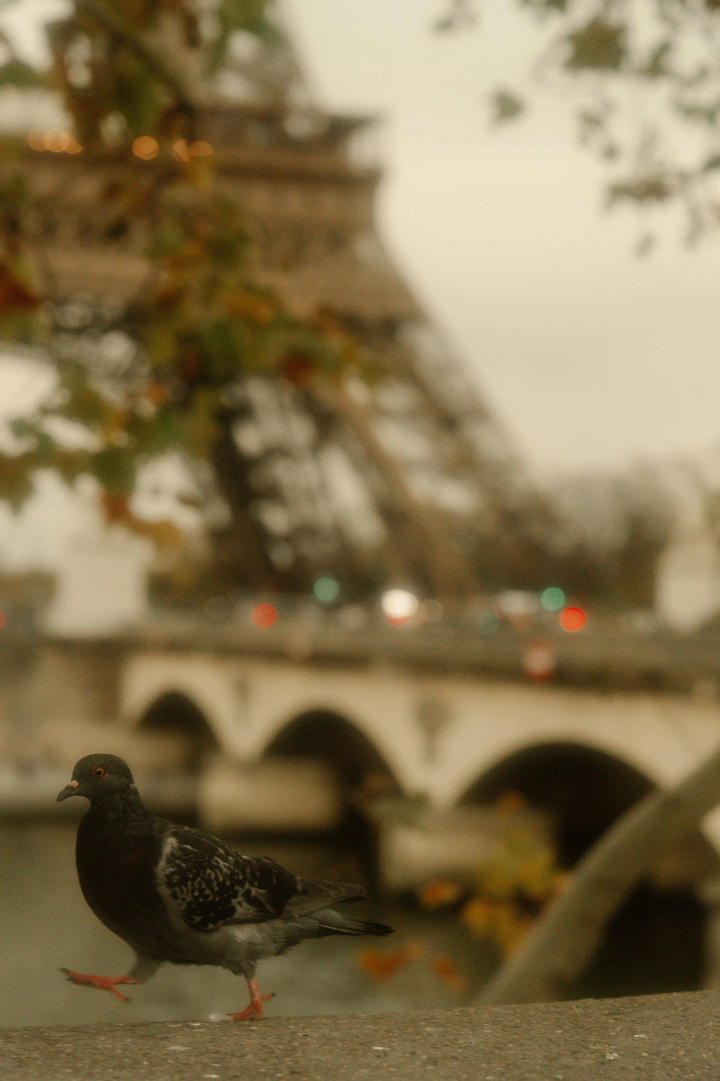 Close-up of a pigeon walking on a ledge with a blurred background of a bridge, trees, and a hazy sky.