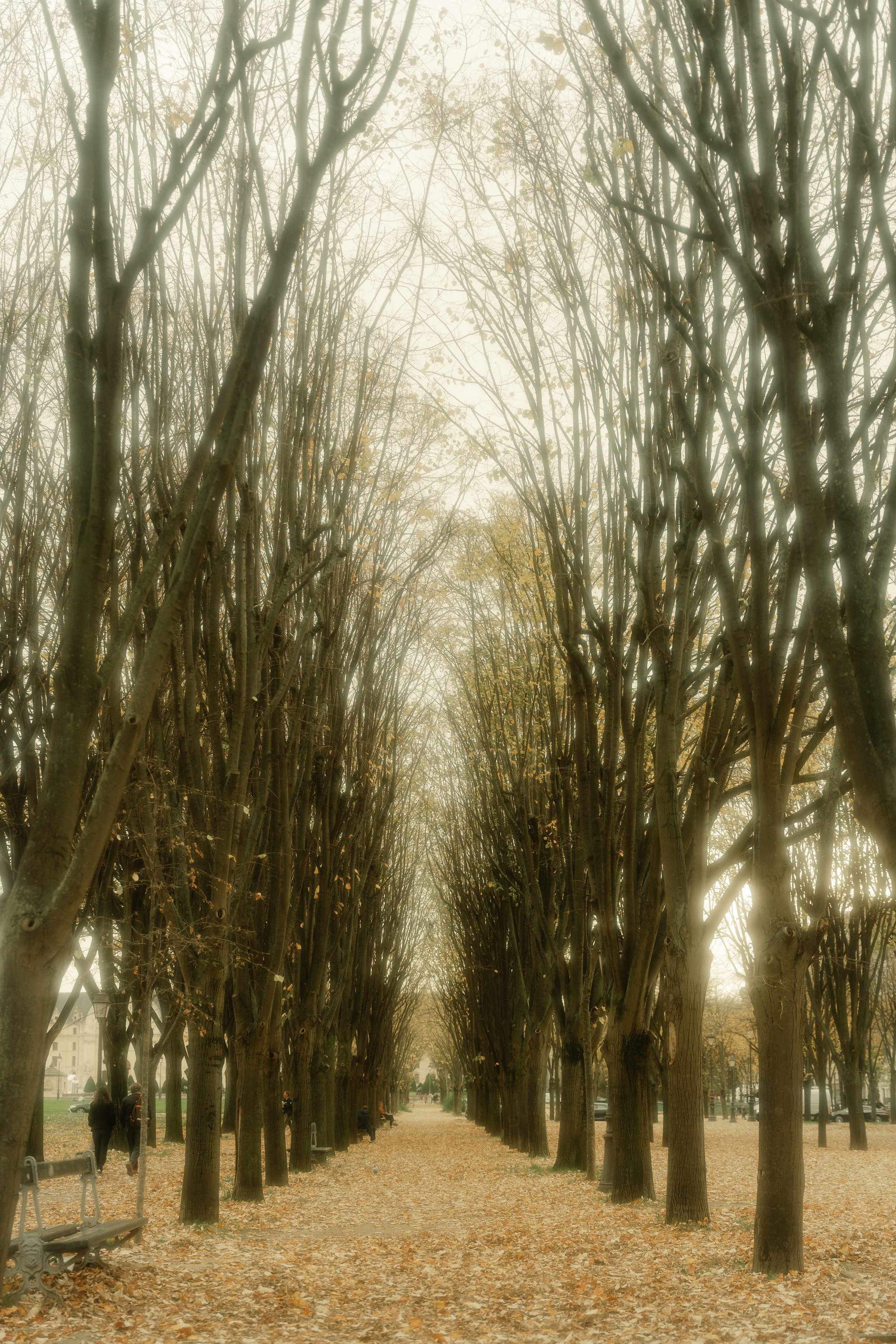 A tree-lined pathway in a park during autumn with fallen leaves covering the ground, and a few people walking.
