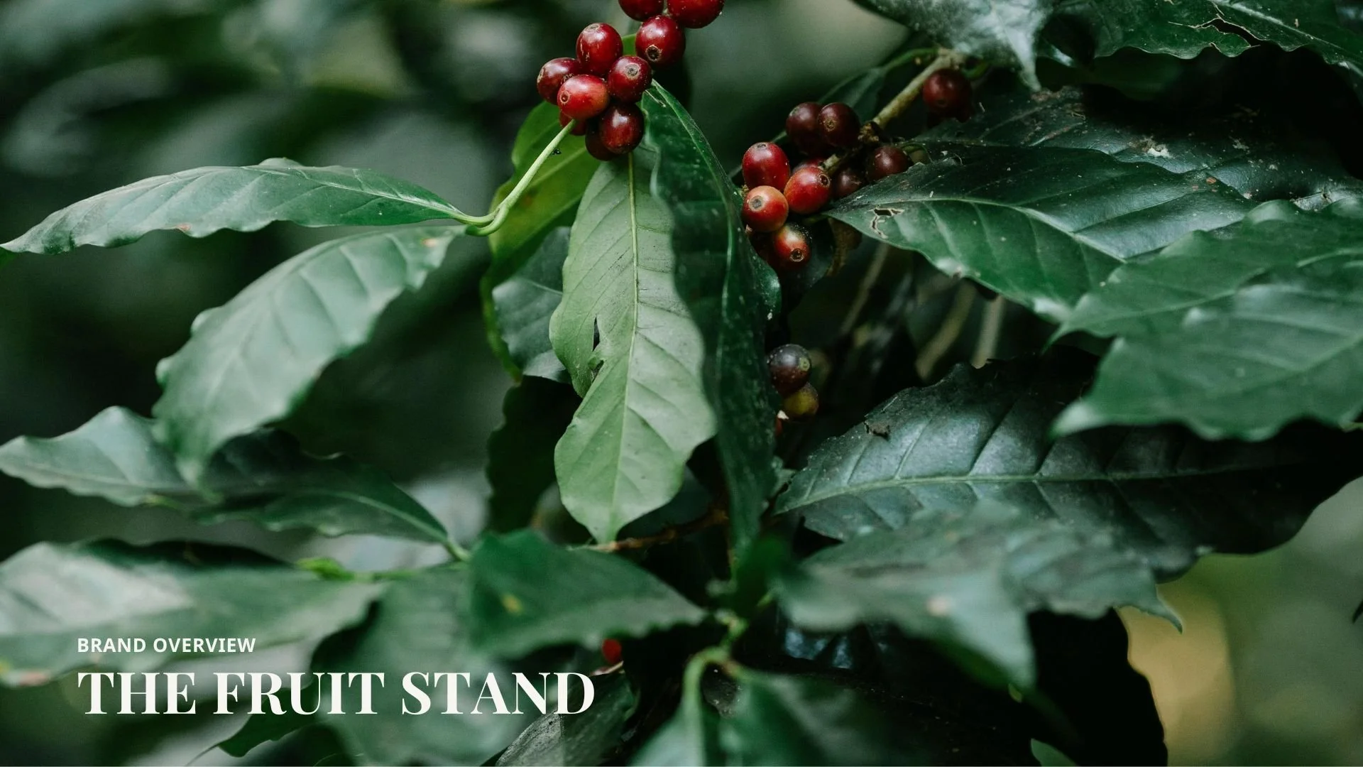 The Fruit Stand-Branding Kit.jpg