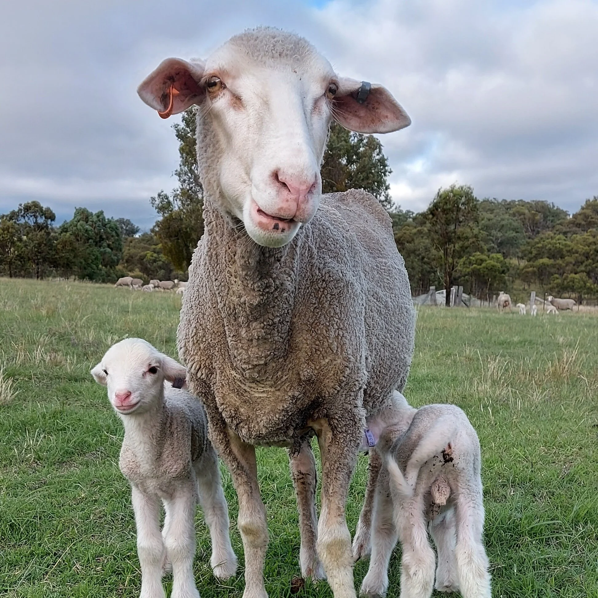 A mother sheep with two lambs standing in a grassy field under a cloudy sky, with more sheep and trees in the background.
