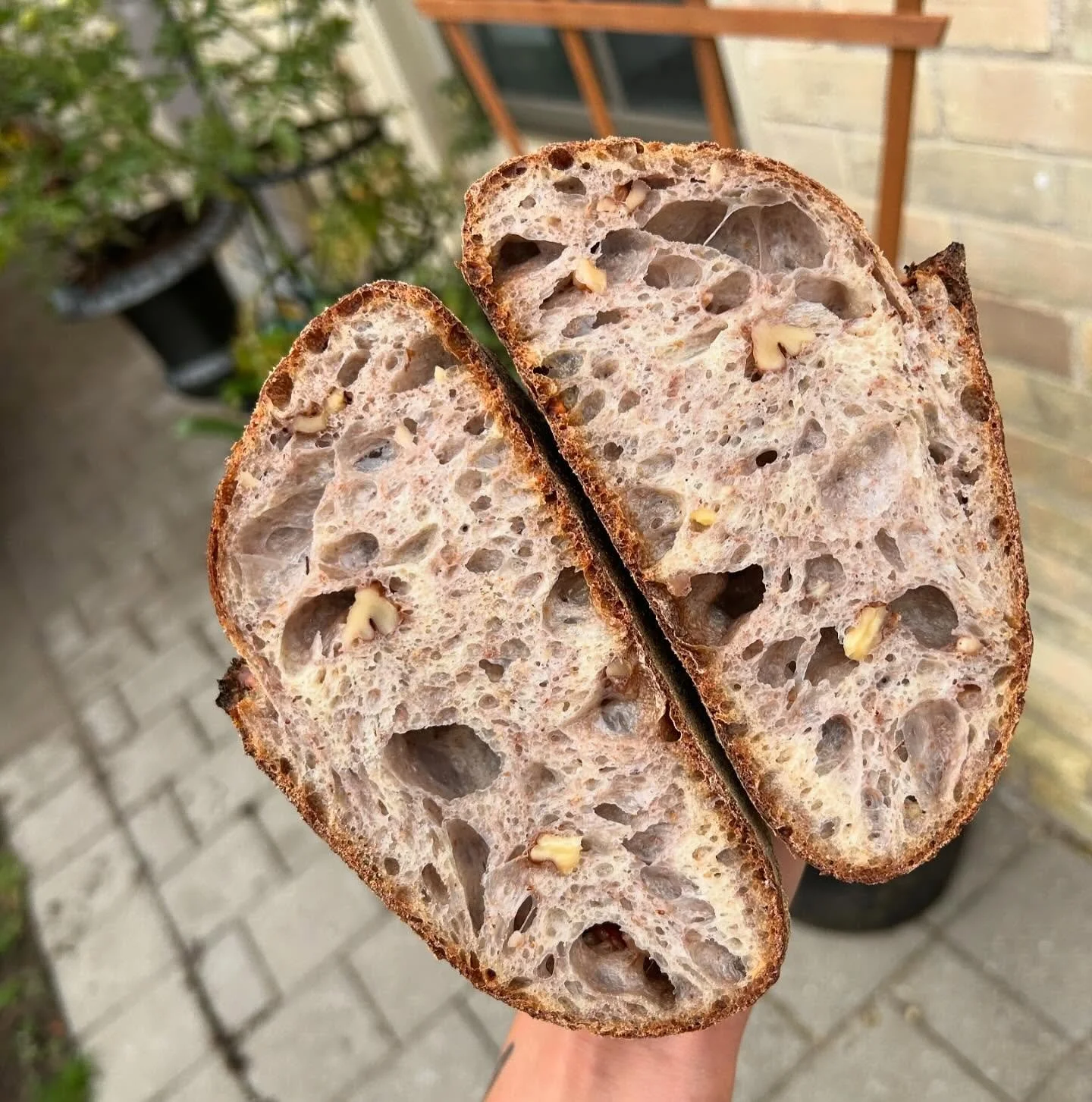 reminder we are open regular hours tomorrow !!
honey walnut sourdough is our thursday special !! 
sandwiches start at noon!! 
see you tomorrow at 10am 🌞