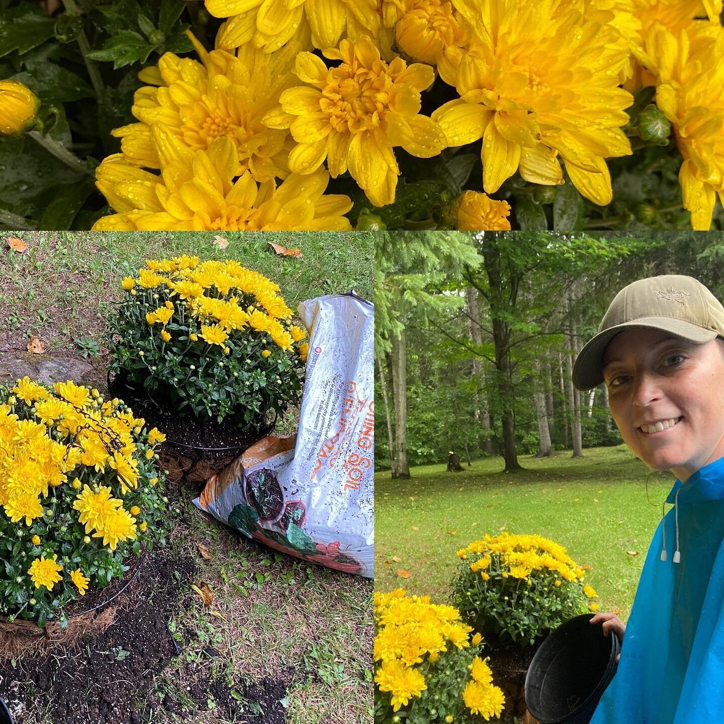 Planting our first pair of fall mums today! Did you know the at there are early, mid, and late season mums so you can extend your display right through the season?! Your local garden centre can help you with what varieties are available and when. #fa