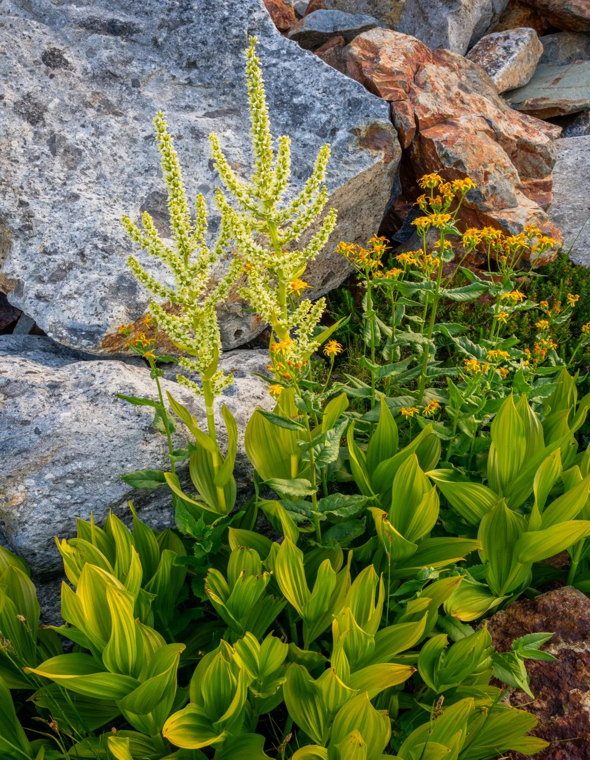 corn lillies.jpg