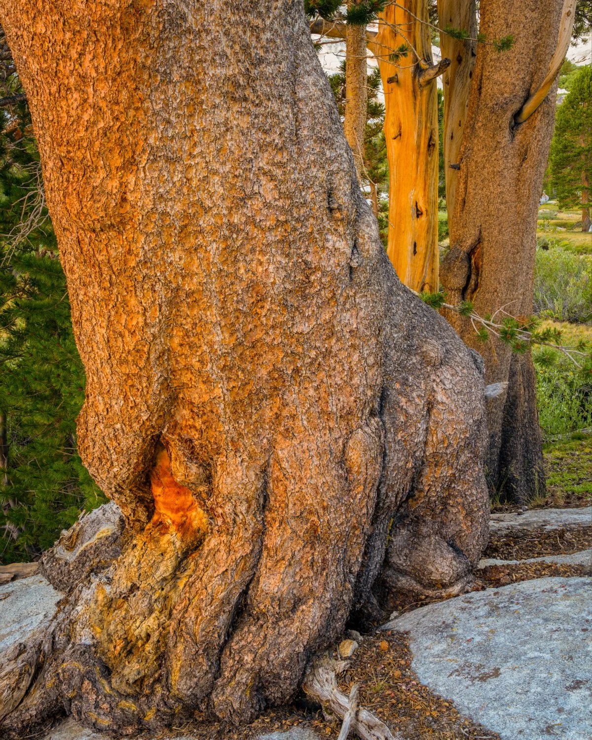 lodgepole.jpg