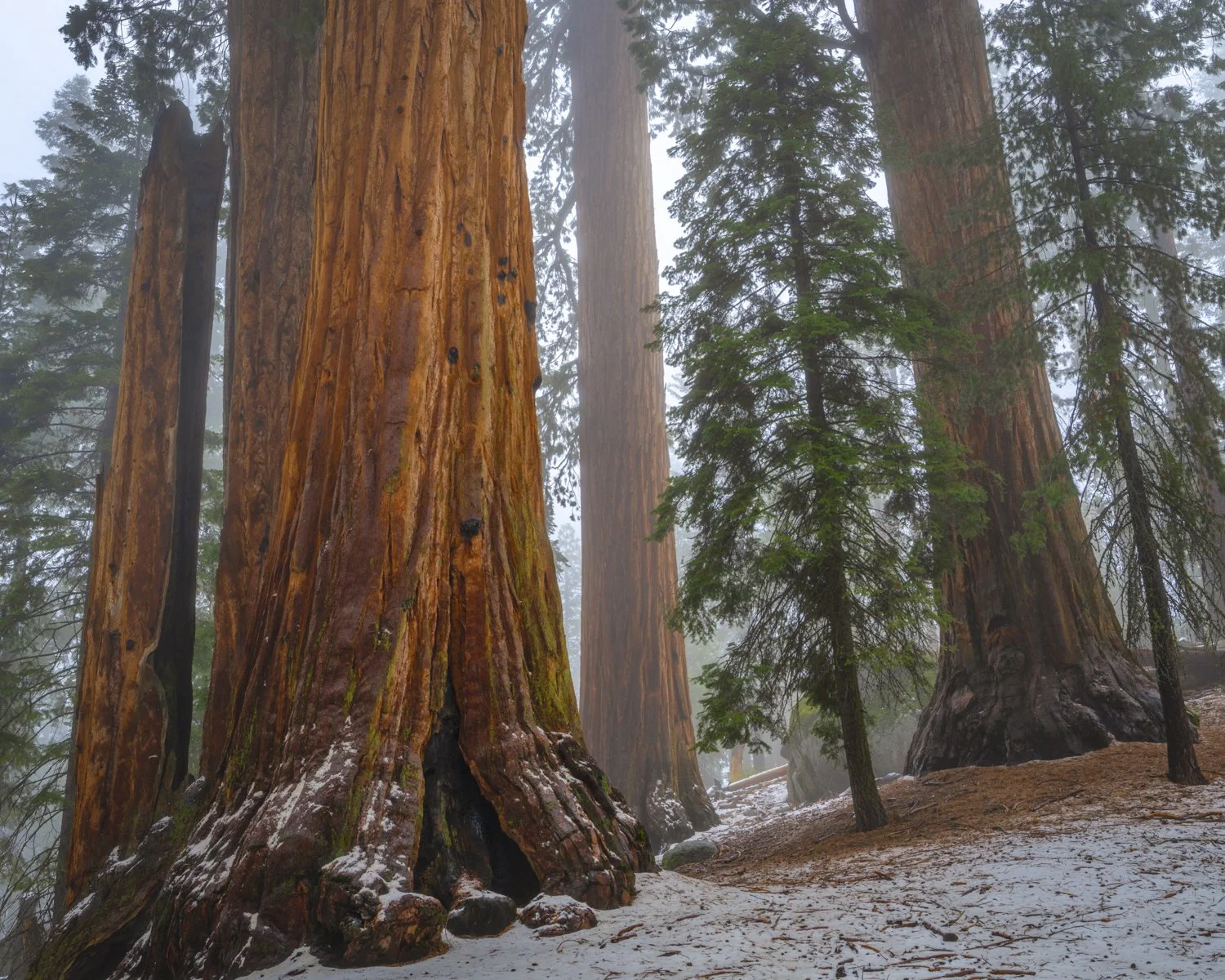 grant grove.jpg