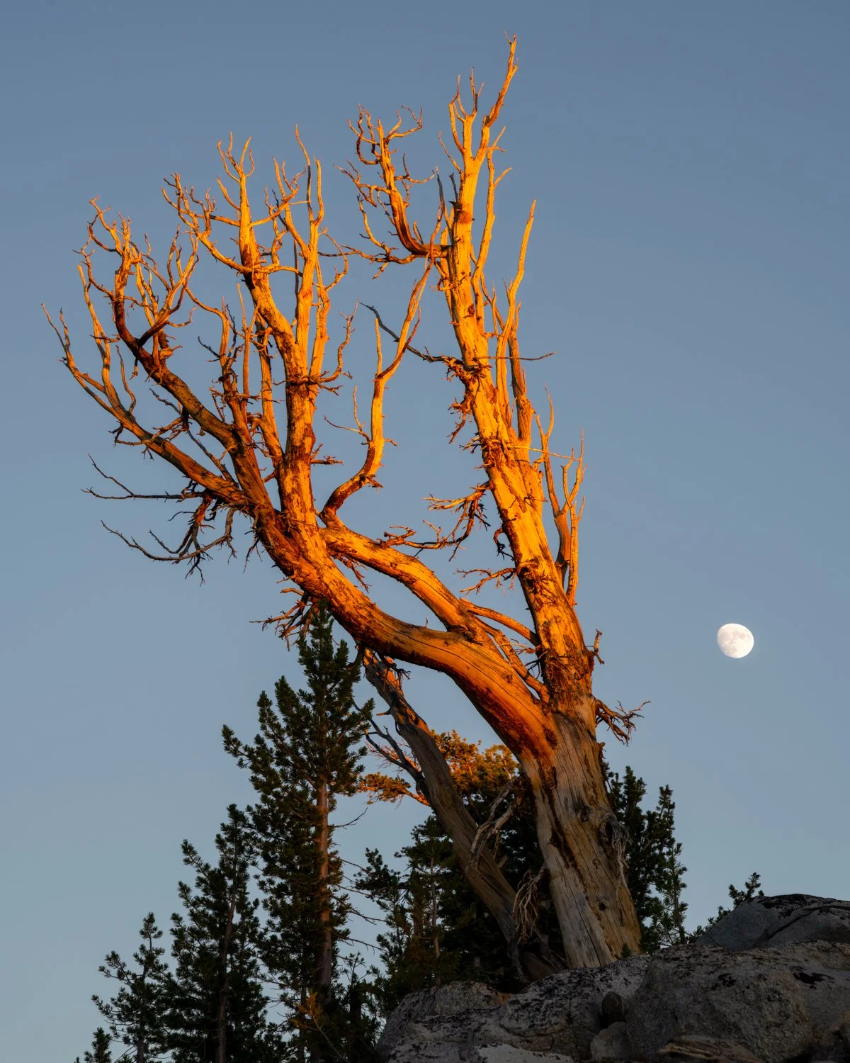 whitebark.jpg