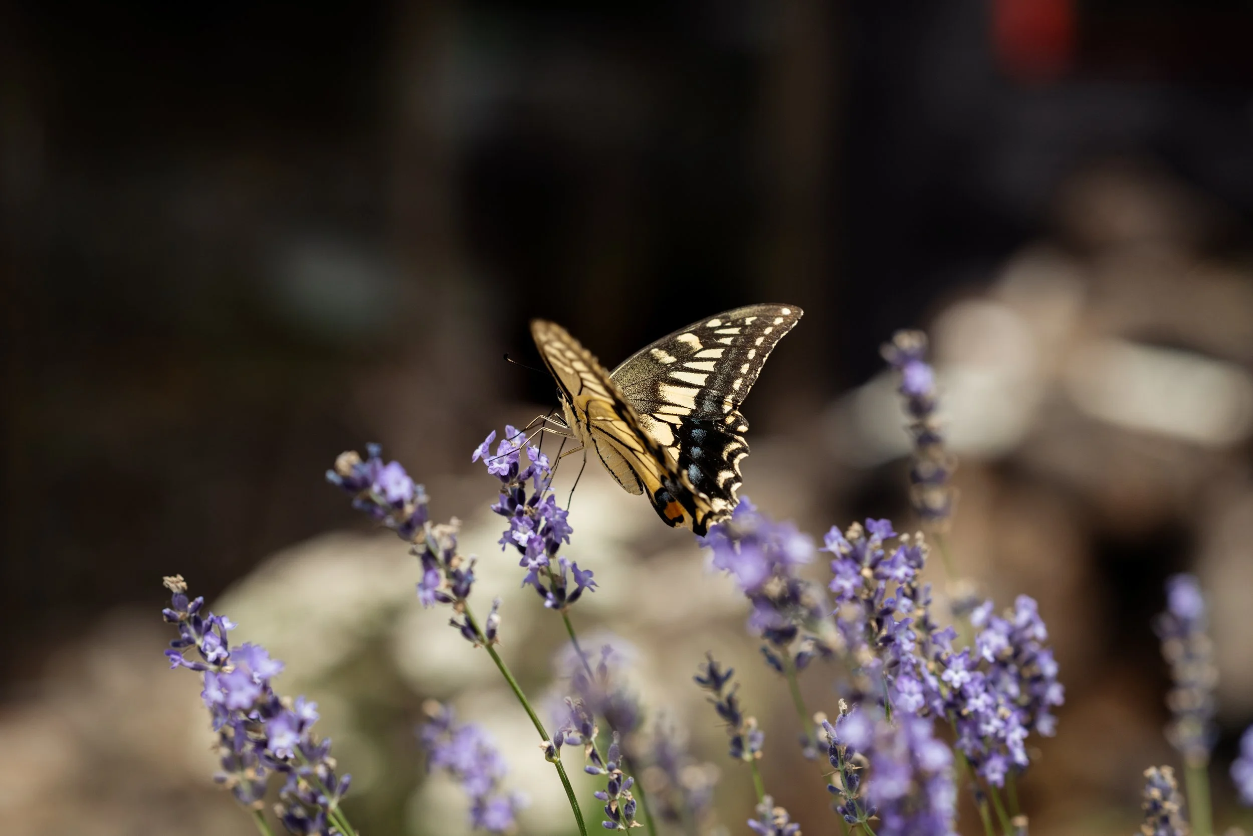 DEFENDER x Fuji Rock_Lifestyle_25.jpg