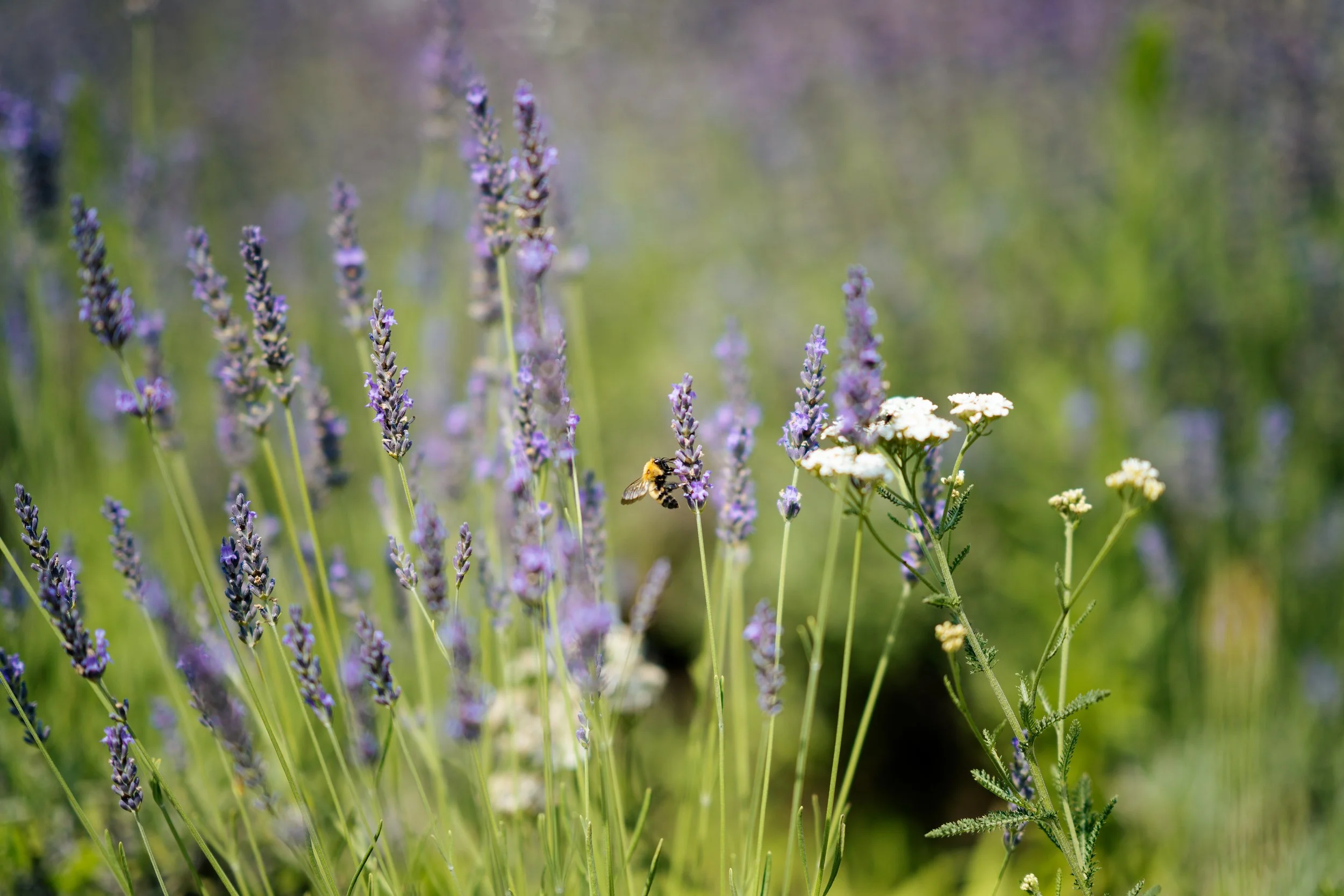 DEFENDER x Fuji Rock_Lifestyle_27.jpg