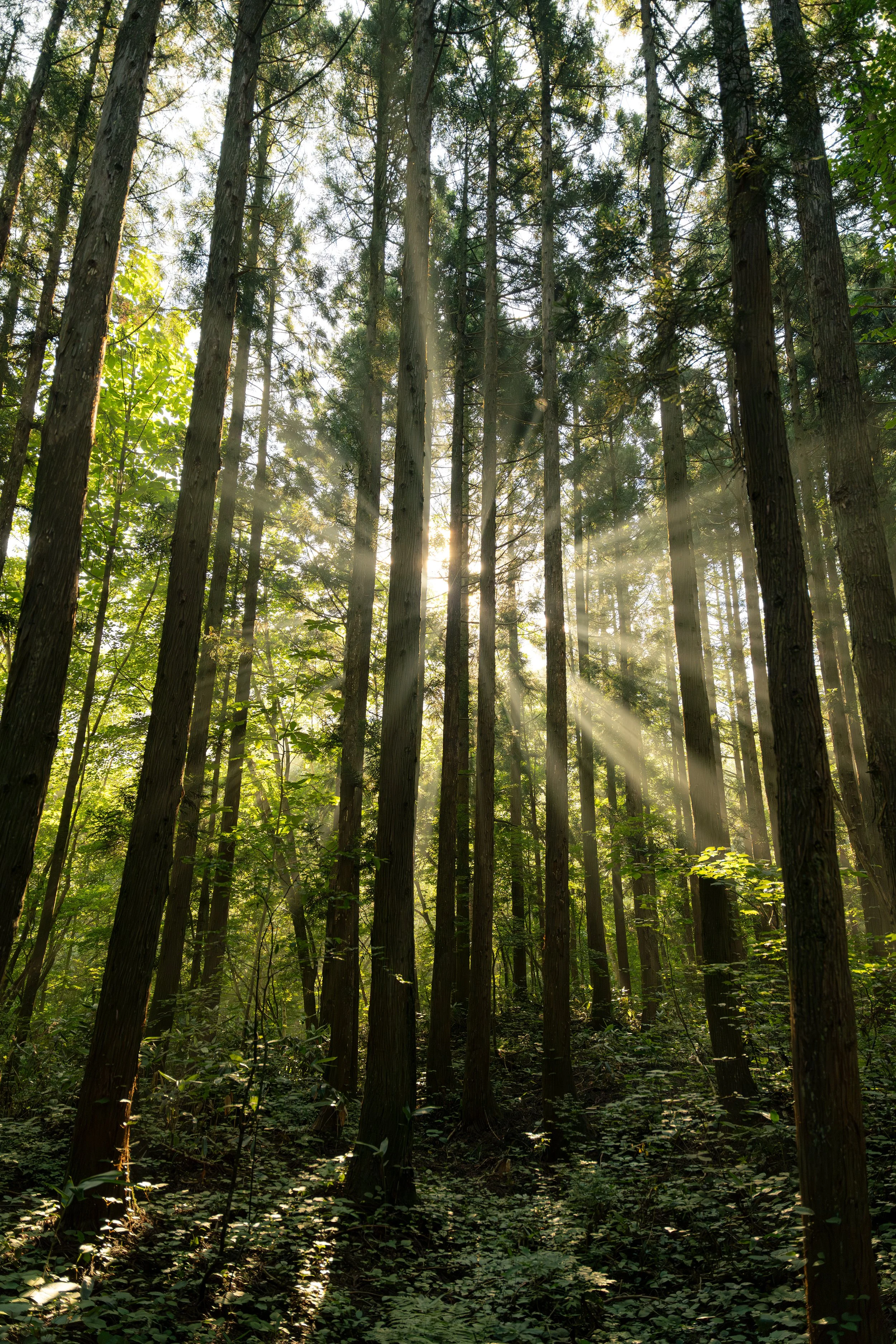 DEFENDER x Fuji Rock_Lifestyle_23.jpg