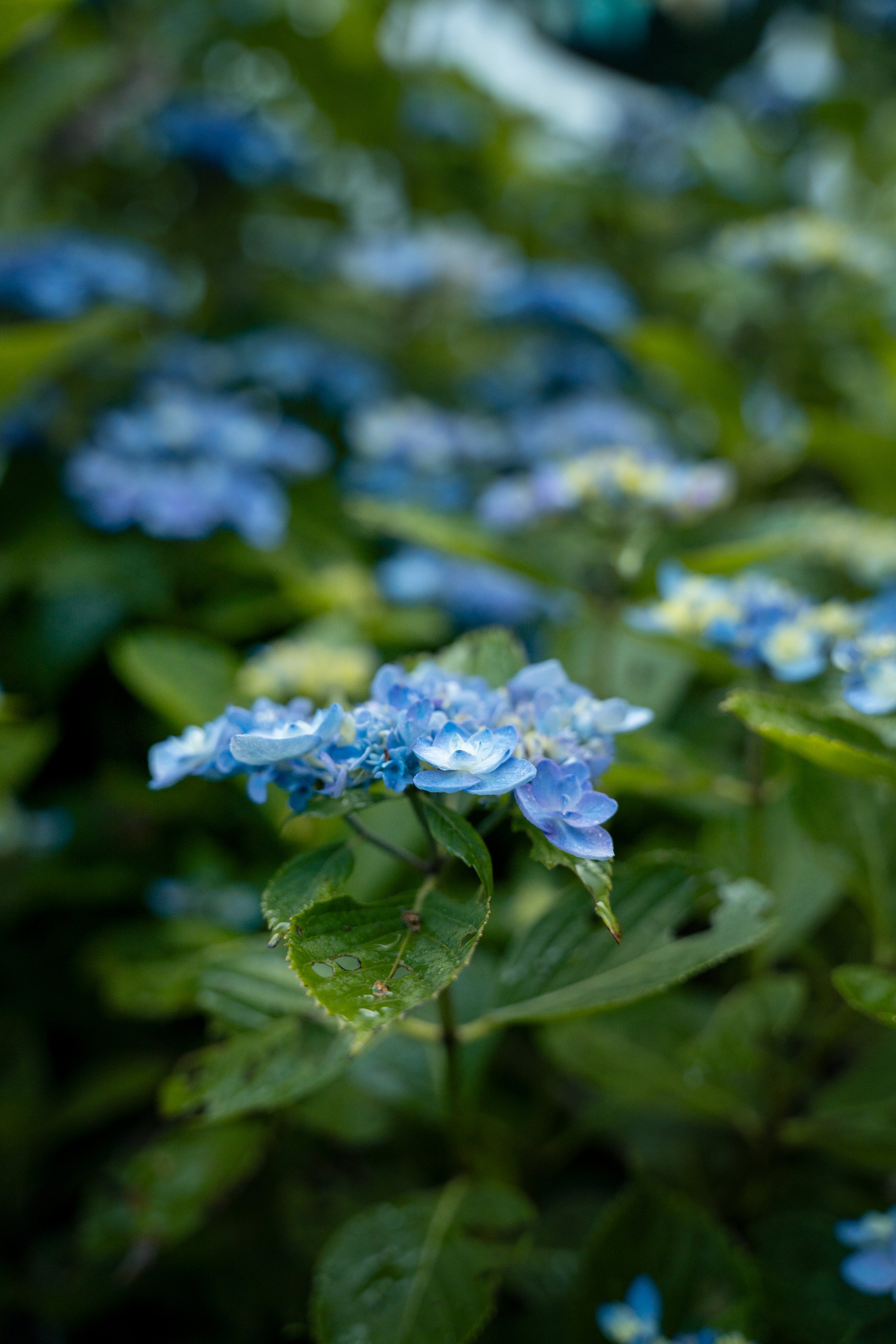 DEFENDER x Fuji Rock_Lifestyle_28.jpg