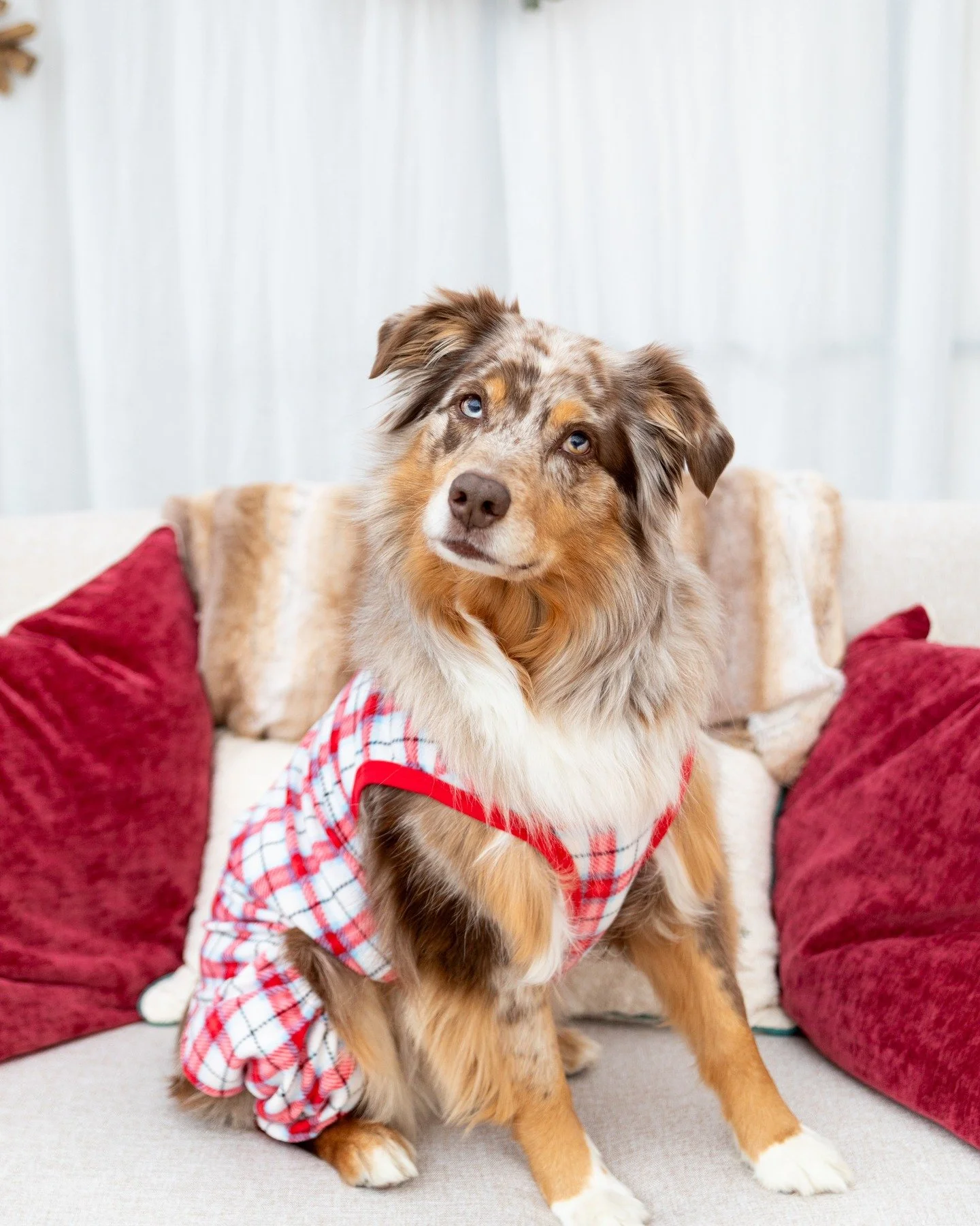 🎄 Yes, the Christmas Minis are for your fur babies too.

Because let&rsquo;s be honest&hellip; they&rsquo;re the only ones who won&rsquo;t complain about matching outfits.

#greenhousephotostudio #greenhousestudio #greenhousephotoshoot #boisephotogr