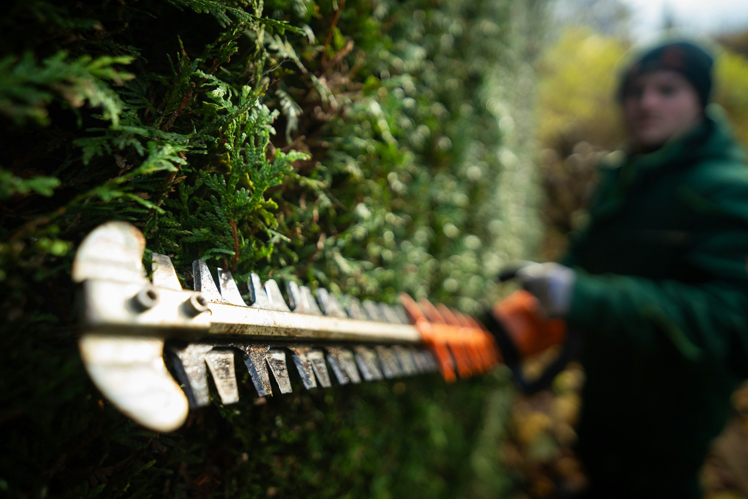 Close-up view of a hedge trimmer cutting green bushes, with a person blurred in the background using the tool outdoors.