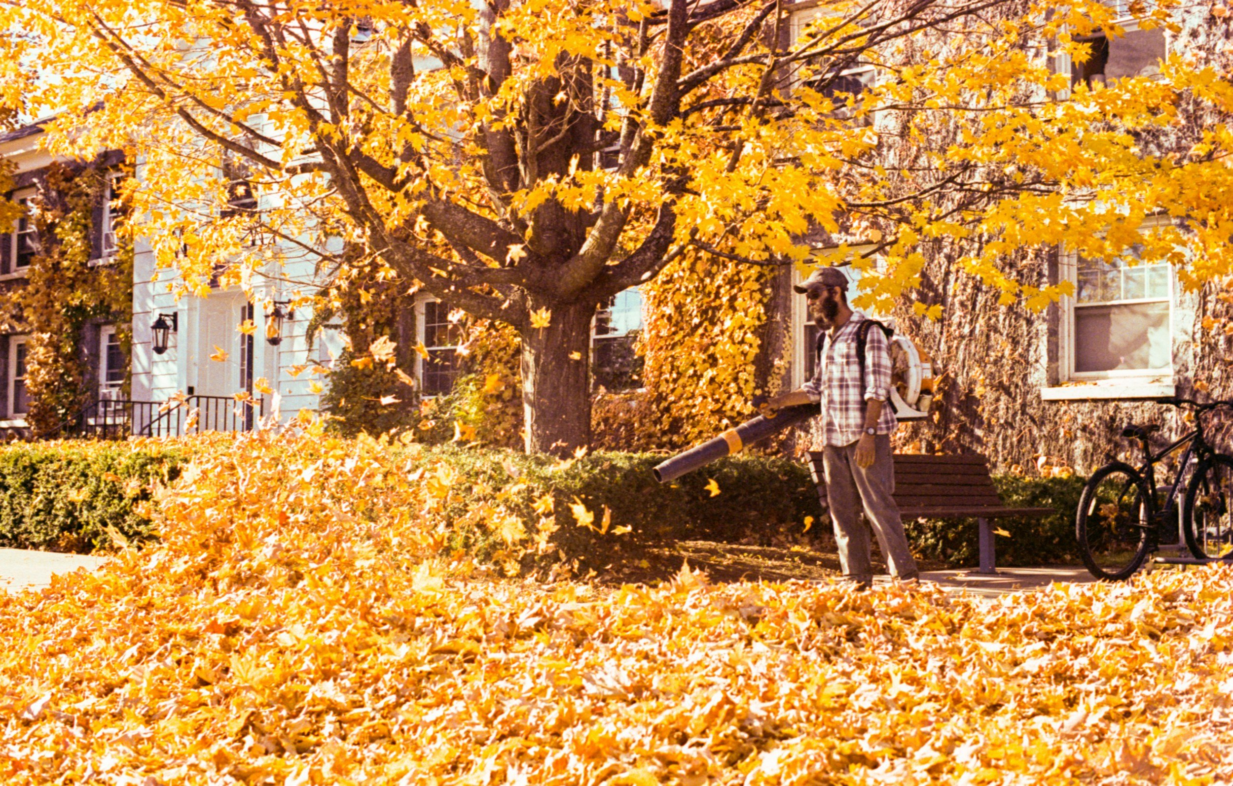 A man is using a leaf blower to clear fallen yellow autumn leaves in a park, with trees and residential buildings in the background.