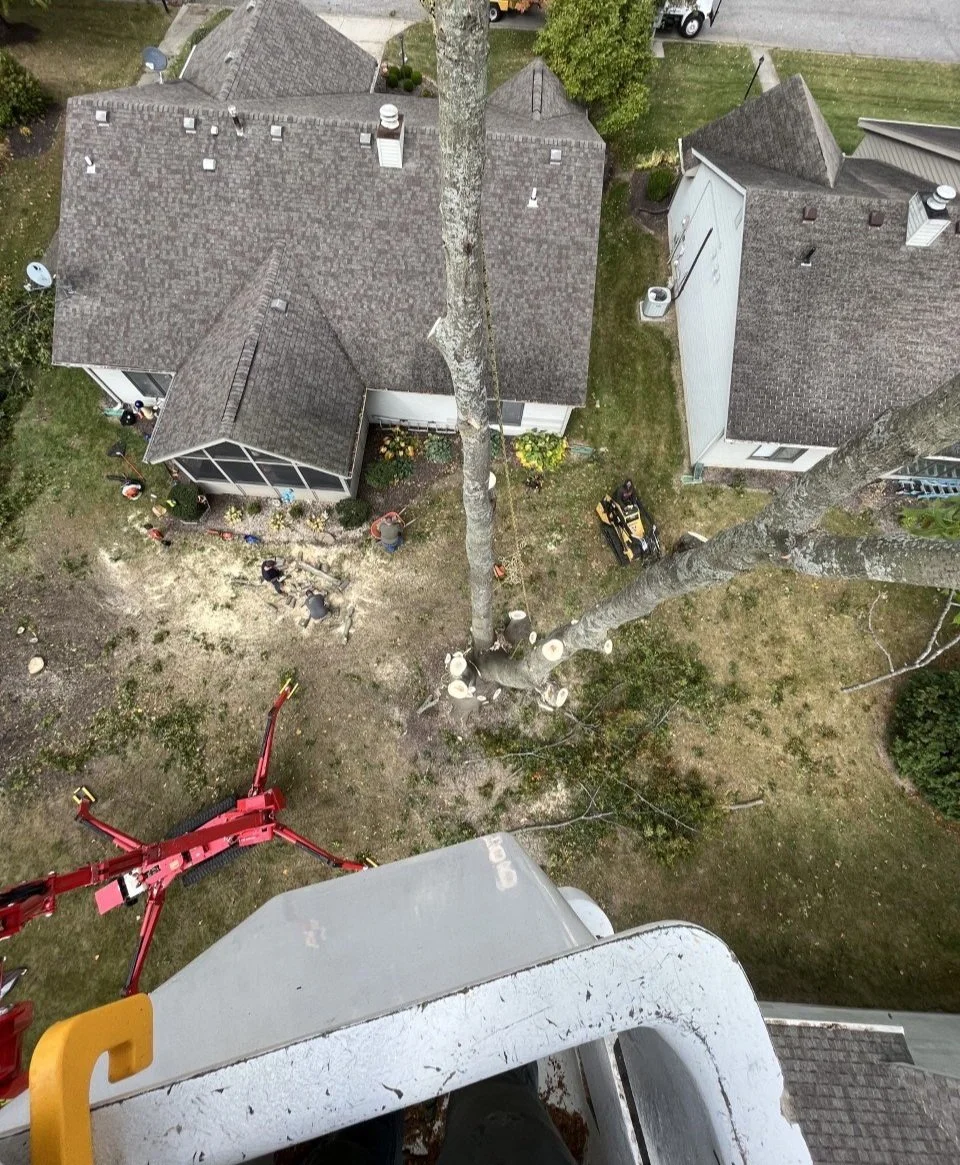 TREE REMOVAL & TRIMMING IN FORT WAYNE