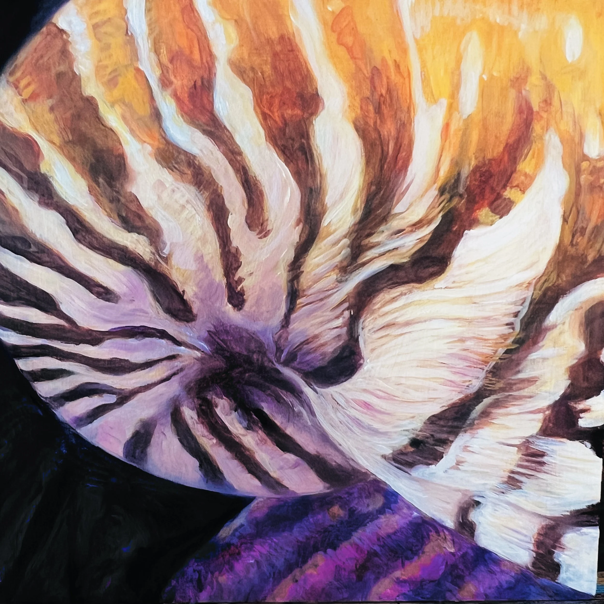Nautilis Shell
