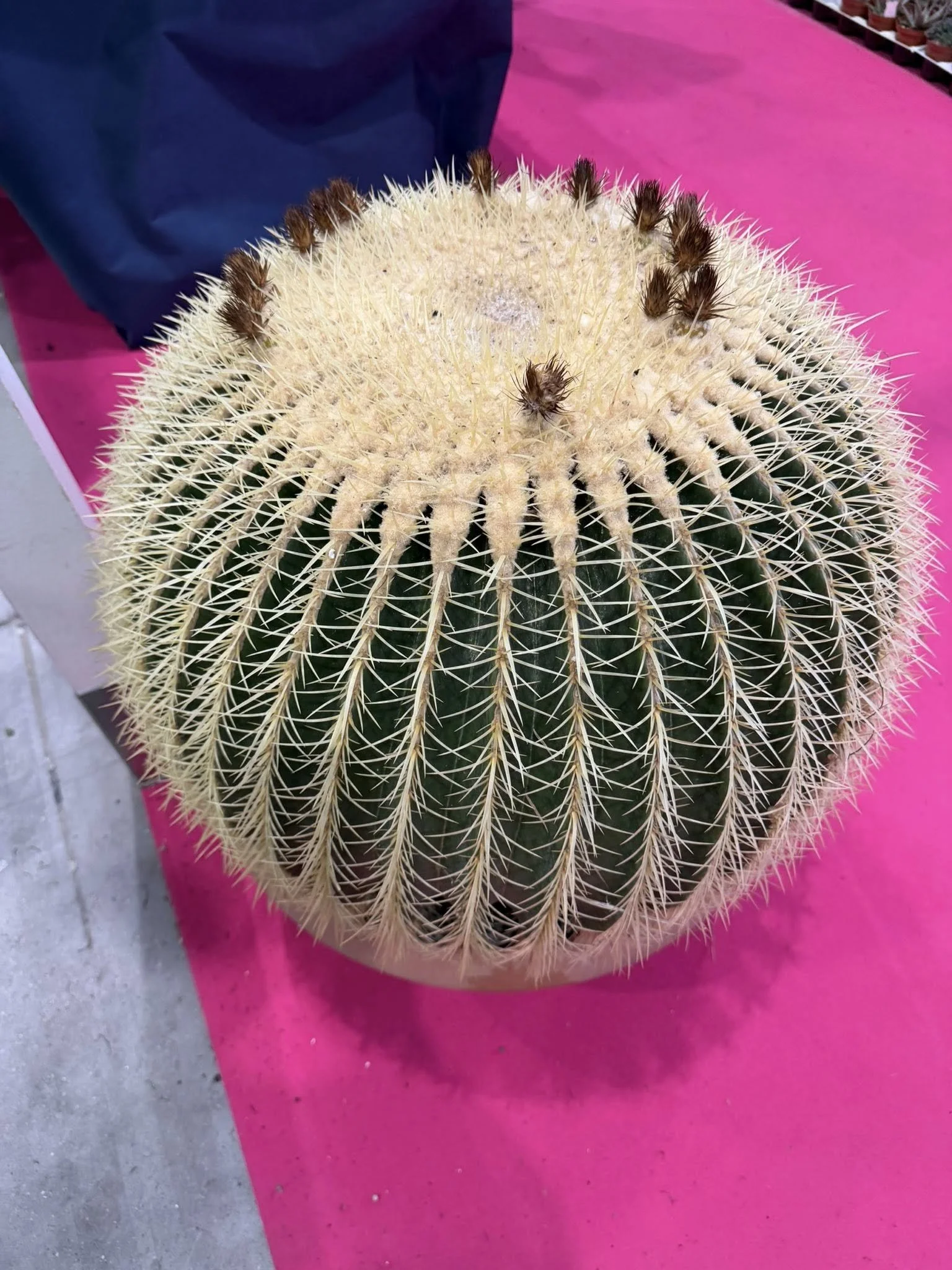 651167799_26037731492521721_5588549166499549374_n.jpg