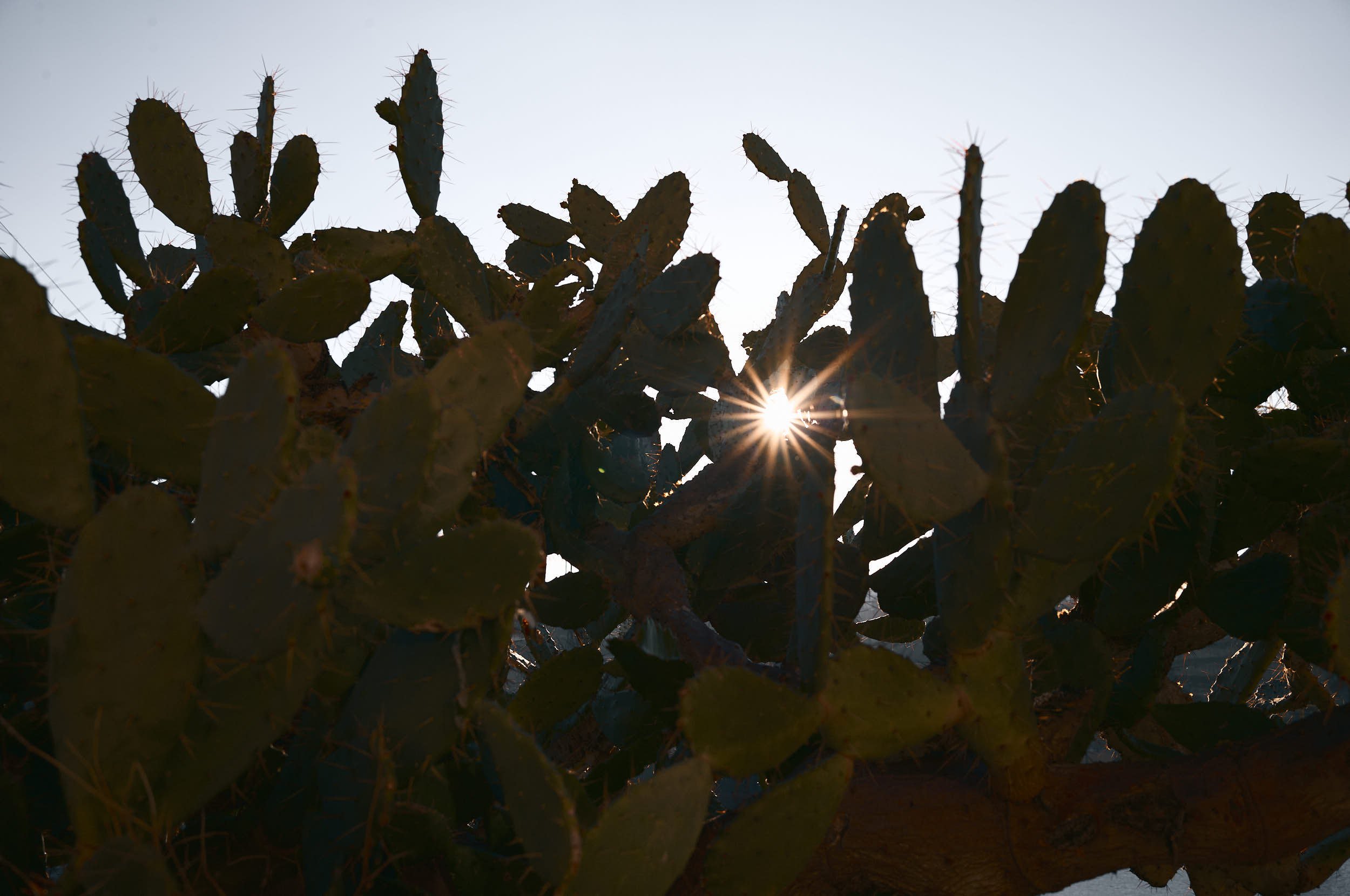 Kaktus mit stachligen Blättern, Sonnenstrahlen im Hintergrund, blauer Himmel.