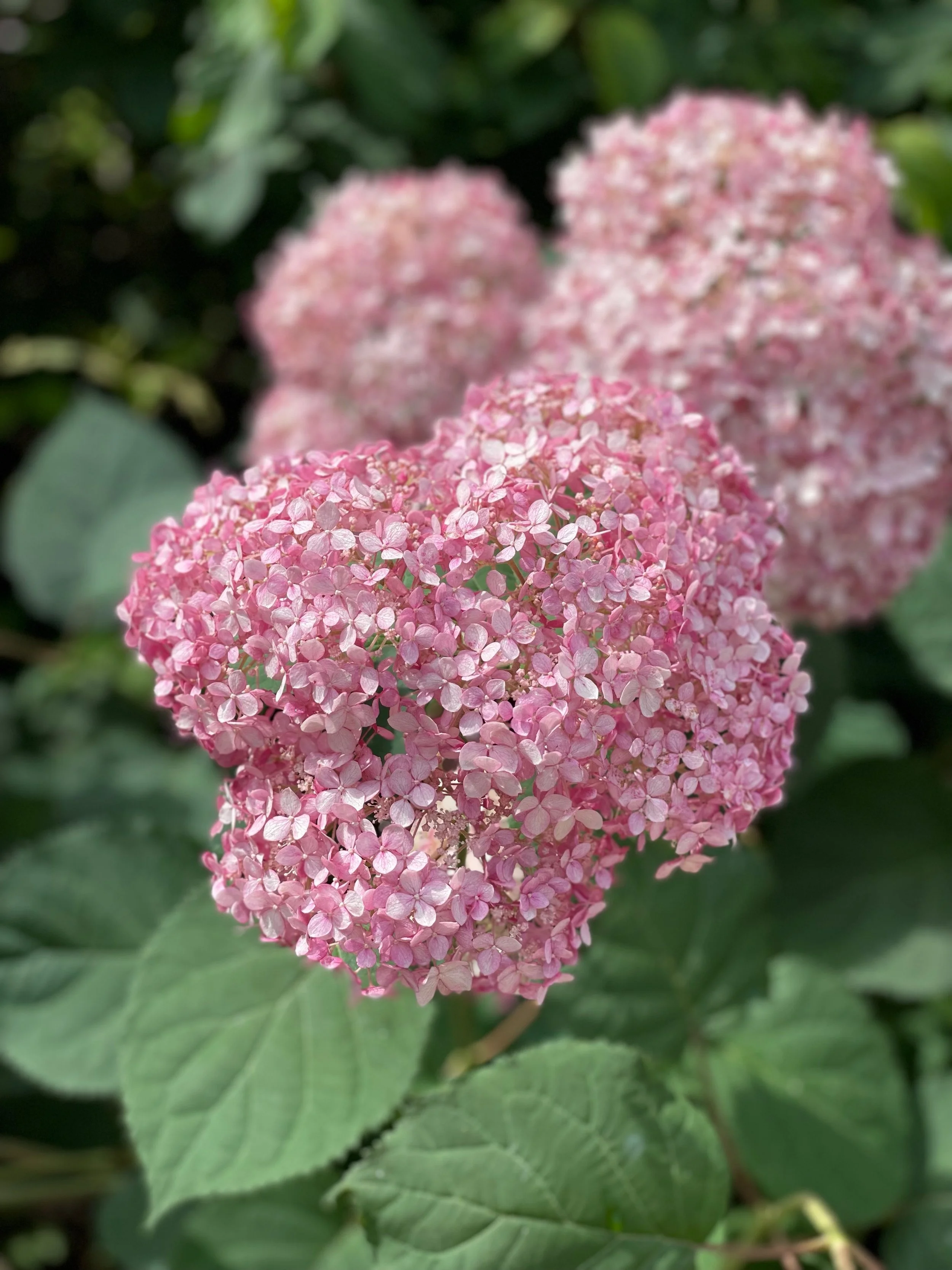 IMG_4828.jpeg