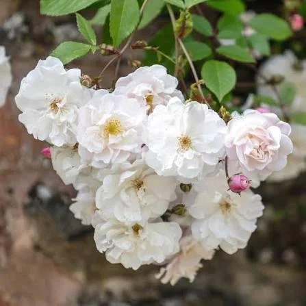 Adelaide d'orleans rambling rose.jpg