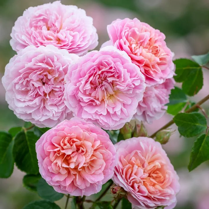 rose eustacia vye.jpg